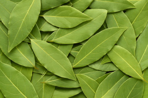 Bay Leaf