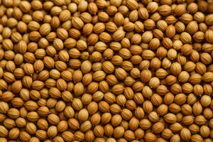 Coriander