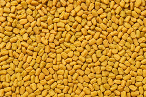 Fenugreek